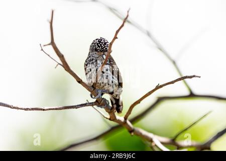 Le plus petit pic au monde, le pic nain brésilien (Picumnus albosquamatus). sont seulement 10 cm Banque D'Images