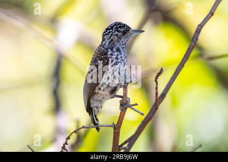 Le plus petit pic au monde, le pic nain brésilien (Picumnus albosquamatus). sont seulement 10 cm Banque D'Images