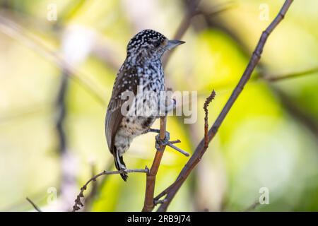 Le plus petit pic au monde, le pic nain brésilien (Picumnus albosquamatus). sont seulement 10 cm Banque D'Images