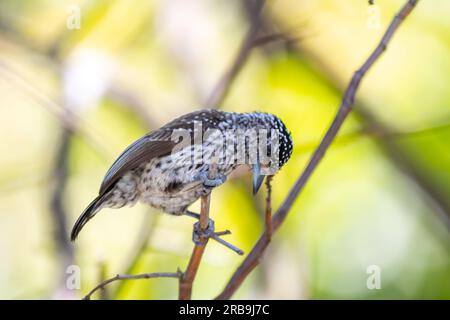 Le plus petit pic au monde, le pic nain brésilien (Picumnus albosquamatus). sont seulement 10 cm Banque D'Images