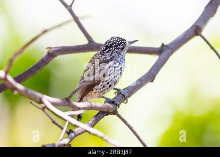 Le plus petit pic au monde, le pic nain brésilien (Picumnus albosquamatus). sont seulement 10 cm Banque D'Images