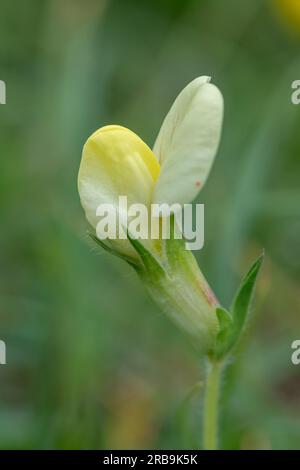 Dents de dragon (Lotus maritimus) fleurs sauvages poussant sur craie en aval en juin ou en été, Hampshire, Angleterre, Royaume-Uni Banque D'Images