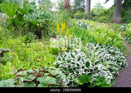 Hostas mauve mauve panachée en fleurs à Aberglasney Gardens Woodwood Walk dans le Carmarthenshire pays de Galles Royaume-Uni juin 2023 Grande-Bretagne. KATHY DEWITT Banque D'Images