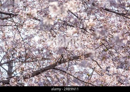 Cerisiers en fleurs au printemps avec Soft Focus, au Yeongdeungpo Yeouido Spring Flower Festival à Séoul, Corée du Sud Banque D'Images