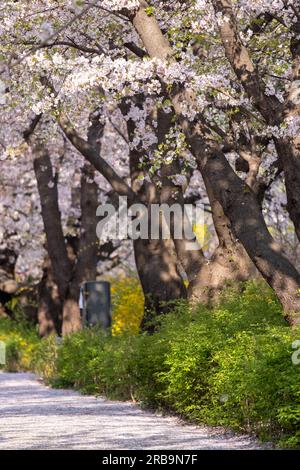 Cerisiers en fleurs au printemps avec Soft Focus, au Yeongdeungpo Yeouido Spring Flower Festival à Séoul, Corée du Sud Banque D'Images