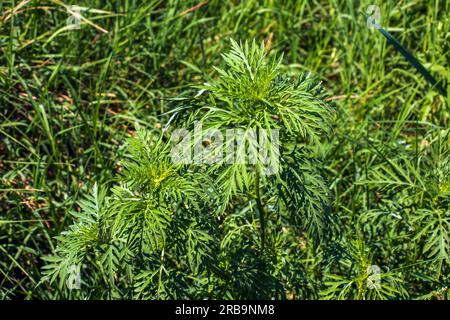 Brosse à dents Ambrosia avant la floraison. La floraison d'Ambrosia a un impact extrêmement négatif sur la santé humaine et l'agriculture. Banque D'Images