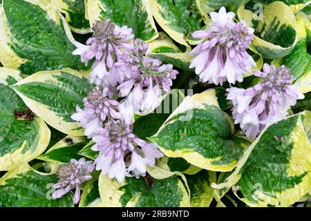 Hostas mauve mauve panachée en fleurs à Aberglasney Gardens Woodwood Walk dans le Carmarthenshire pays de Galles Royaume-Uni juin 2023 Grande-Bretagne. KATHY DEWITT Banque D'Images