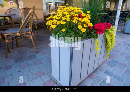 Belle vue sur différentes fleurs extérieures. Beaux fonds naturels colorés. Décor de café extérieur, intérieur design Banque D'Images