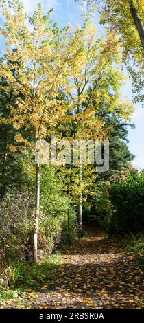 Panorama vertical - couleurs d'automne - Bodenham Arboretum - chute des feuilles dans le Worcestershire Banque D'Images