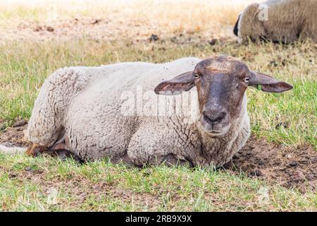 Moutons sous grand chêne se cachant pour le soleil dans le parc naturel Molenveld dans la municipalité d'Exloo Borger-Odoorn à Drente aux pays-Bas Banque D'Images