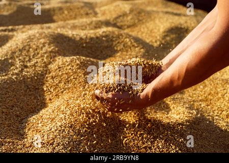 Les mains d'un agriculteur en gros plan versent une poignée de grains de blé dans un champ de blé. Banque D'Images