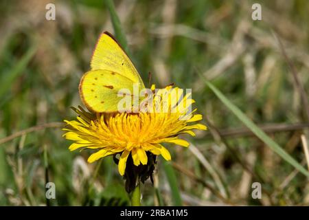 Papillon jaune nectaring sur une fleur de pissenlit avec des ailes fermées. Région de Bogota, Colombie. Banque D'Images