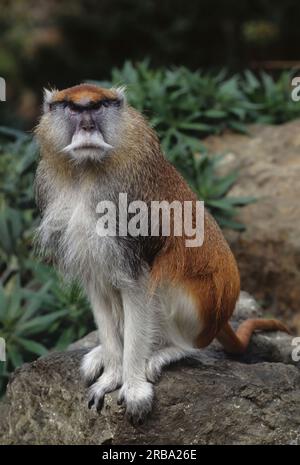 Le singe patas commun (Erythrocebus patas), également connu sous le nom de singe oued ou singe hussar, est un singe terrestre réparti sur un a semi-aride Banque D'Images