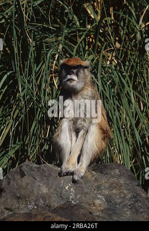 Le singe patas commun (Erythrocebus patas), également connu sous le nom de singe oued ou singe hussar, est un singe terrestre réparti sur un a semi-aride Banque D'Images