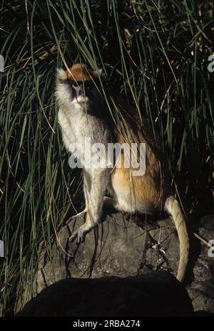 Le singe patas commun (Erythrocebus patas), également connu sous le nom de singe oued ou singe hussar, est un singe terrestre réparti sur un a semi-aride Banque D'Images