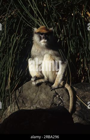 Le singe patas commun (Erythrocebus patas), également connu sous le nom de singe oued ou singe hussar, est un singe terrestre réparti sur un a semi-aride Banque D'Images