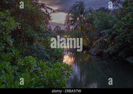 Un ruisseau d'eau traversant une végétation tropicale luxuriante dans les jardins près du parc de la baie à Singapour, pris au crépuscule, avec un peu de lumière artificielle et non Banque D'Images