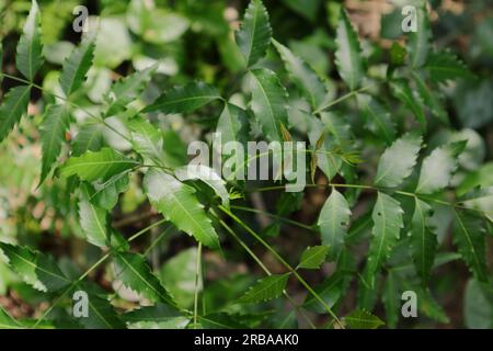 Jeunes feuilles nouvellement émergées d'une petite plante de lilas indien (Azadirachta indica) dans le jardin de la maison, vue depuis le haut de la plante Banque D'Images