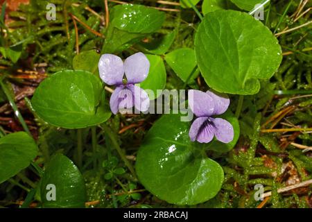 Viola palustris (violette des marais) habite les prairies humides, les tourbières et les marais. Il se produit à travers l'hémisphère Nord. Banque D'Images