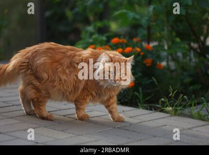 Un chat gingembre marchant sur un chemin carrelé dans un jardin. Gros plan. Banque D'Images