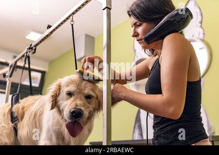 Femmes toiletteurs séchant et brossant le chien Golden retriever au salon de toilettage. Banque D'Images