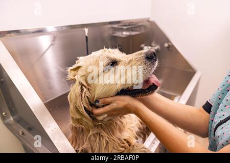 Toilettage professionnel laver soigneusement le chien dans le bain, avant la procédure de toilettage Banque D'Images