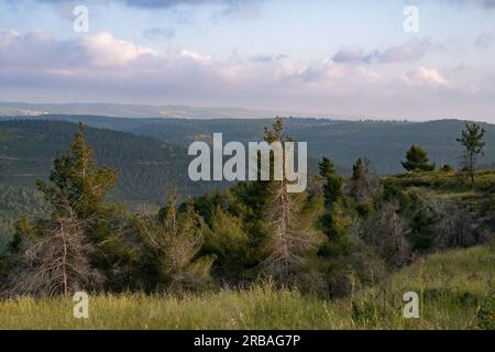 Un paysage de forêts de pins dans les montagnes de Judée, près de Jérusalem, Israël, au crépuscule. Banque D'Images