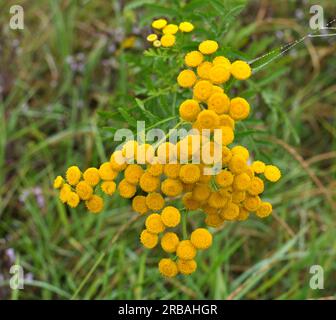 Tansy ordinaire (Tanacetum vulgare) fleurit dans la prairie à l'état sauvage Banque D'Images