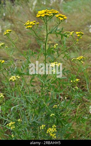 Tansy ordinaire (Tanacetum vulgare) fleurit dans la prairie à l'état sauvage Banque D'Images