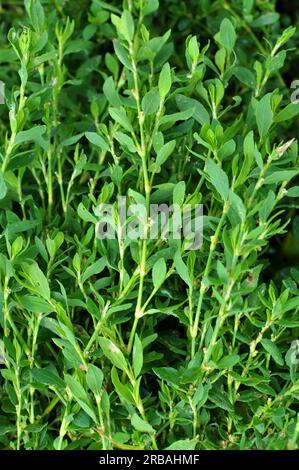 L'herbe de Polygonum aviculare pousse dans la nature Banque D'Images