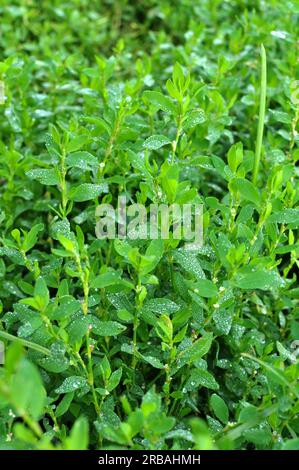 L'herbe de Polygonum aviculare pousse dans la nature Banque D'Images