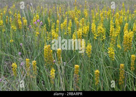 Asphodèle de tourbière (Narthecium ossifragum), lys de tourbière, Emsland, Basse-Saxe, Allemagne Banque D'Images