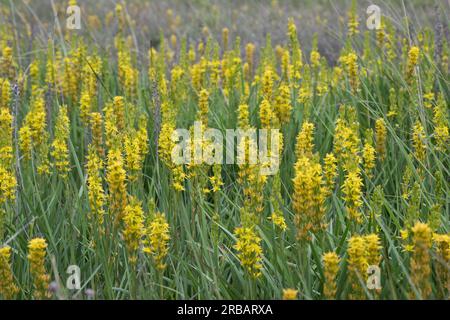 Asphodèle de tourbière (Narthecium ossifragum), lys de tourbière, Emsland, Basse-Saxe, Allemagne Banque D'Images