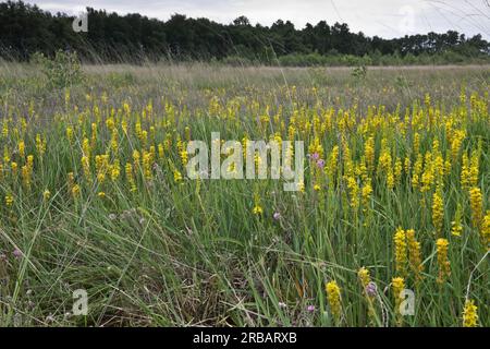 Asphodèle de tourbière (Narthecium ossifragum), lys de tourbière, Emsland, Basse-Saxe, Allemagne Banque D'Images