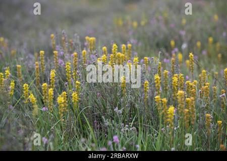 Asphodèle de tourbière (Narthecium ossifragum), lys de tourbière, Emsland, Basse-Saxe, Allemagne Banque D'Images