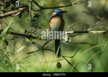 Blauscheitelmotmot (Momotus coeruliceps), Curi-Cancha Reservat, Monteverde, Costa Rica Banque D'Images