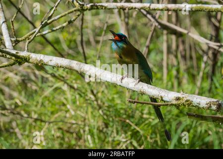 Blauscheitelmotmot (Momotus coeruliceps), Curi-Cancha Reservat, Monteverde, Costa Rica Banque D'Images