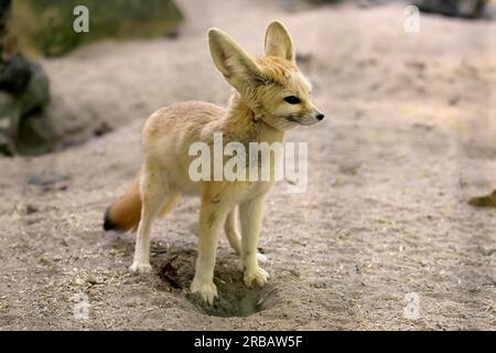 Fennek, renard fennec (Vulpes zerda), adulte, alerte, recherche de nourriture, captif, Afrique du Nord Banque D'Images