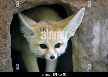 Fennek, renard fennec (Vulpes zerda), adulte, alerte, portrait, regardant hors du terrier, captif, Afrique du Nord Banque D'Images