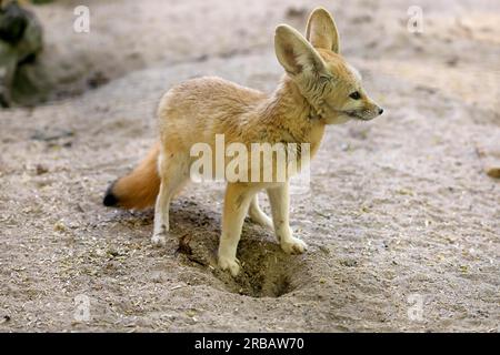 Fennek, renard fennec (Vulpes zerda), adulte, alerte, recherche de nourriture, captif, Afrique du Nord Banque D'Images