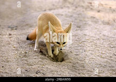 Fennek, renard fennec (Vulpes zerda), adulte, alerte, recherche de nourriture, captif, Afrique du Nord Banque D'Images