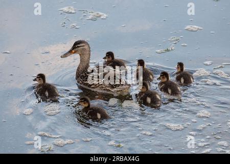 Canard mère avec canetons nageant loin Banque D'Images