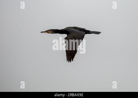 Cormorant en vol avec fond gris neutre Banque D'Images