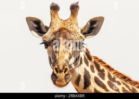 Gros plan sur un Giraff (Giraffa camelopardalis) regardant la caméra, Maasai Mara, Kenya Banque D'Images