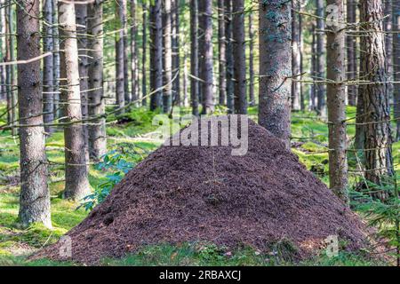 Grosse fourmilière dans une forêt d'épicéas, Suède Banque D'Images