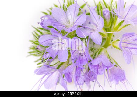 Fougère pluie tuftée beauté (Phacelia tanacetifolia), fleurs, fond blanc, macro shot Banque D'Images