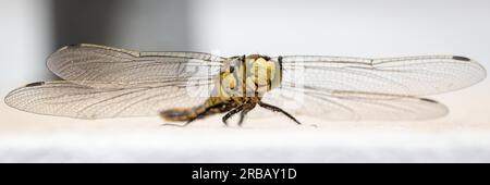 Libellule Grande flèche bleue (Orthetrum cancellatum), gros plan, Llubi, Majorque, Espagne Banque D'Images