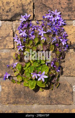 Plante poussant sur le mur Banque D'Images