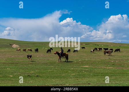 Éleveur de vaches dans le parc national des lacs de Kolsay, montagnes Tian Shan, Kazakhstan Banque D'Images