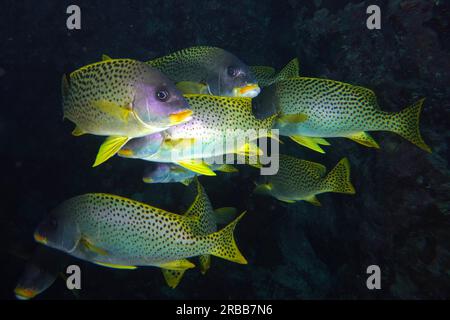 Essaim, groupe de lièvres à taches noires (Plectorhinchus gaterinus) dans une grotte, site de plongée Dangerous Reef, récif de St Johns, Saint Johns, mer Rouge, Égypte Banque D'Images